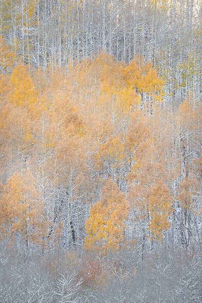 Jaynes Gallery 아티스트의 USA-Colorado-Uncompahgre National Forest Fresh autumn snow on aspens작품입니다.